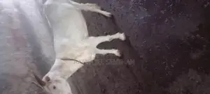 சணல் ஆடு - Livestock