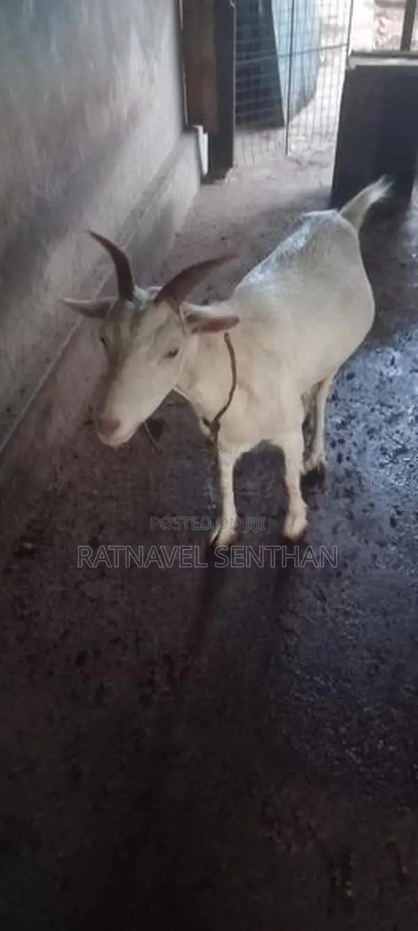 சணல் ஆடு - Livestock