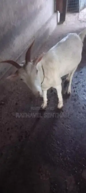 சணல் ஆடு - Livestock