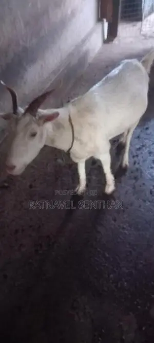 சணல் ஆடு - Livestock
