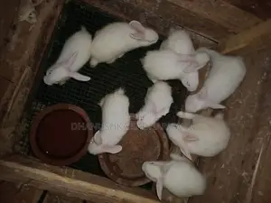 Newzealand White හා පැටවුන්