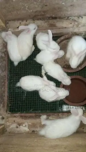 Newzealand White හා පැටවුන්