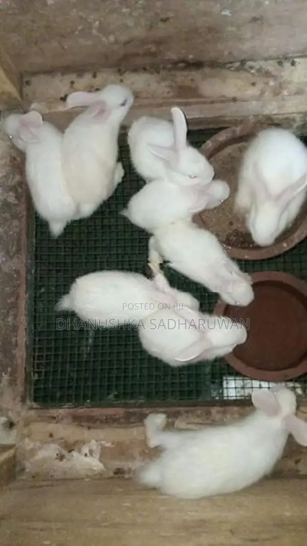 Newzealand White හා පැටවුන්