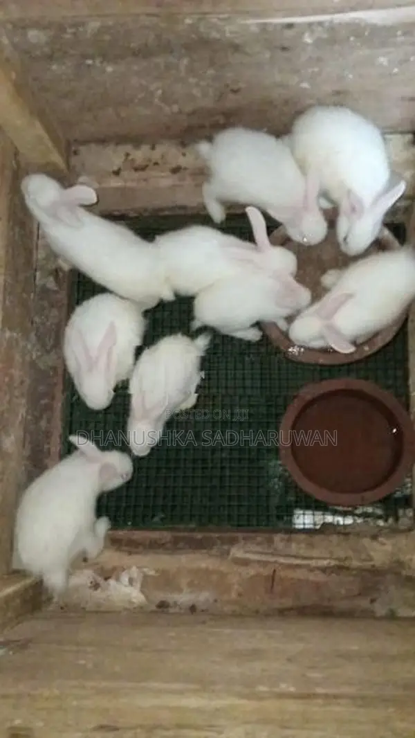 Newzealand White හා පැටවුන්