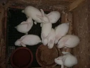 Newzealand White හා පැටවුන්