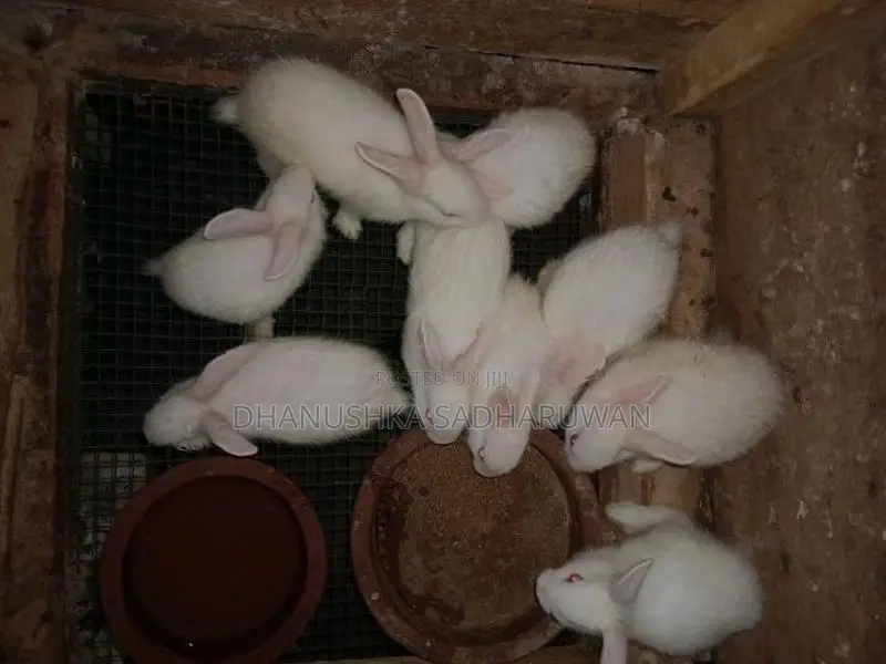 Newzealand White හා පැටවුන්