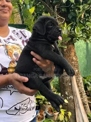 Cane Corso