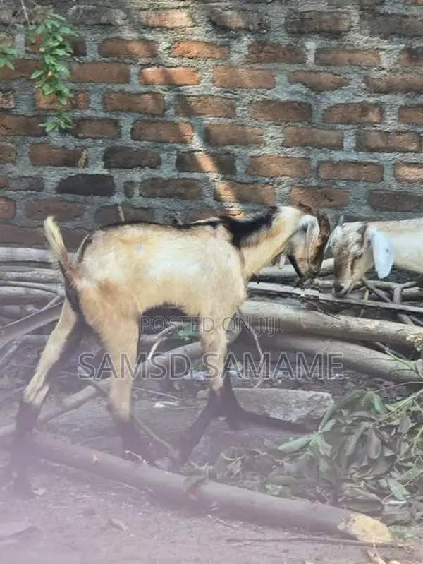 நாட்டு ஆடுகள்