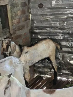 நாட்டு ஆடுகள்