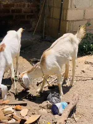 நாட்டு ஆடுகள்