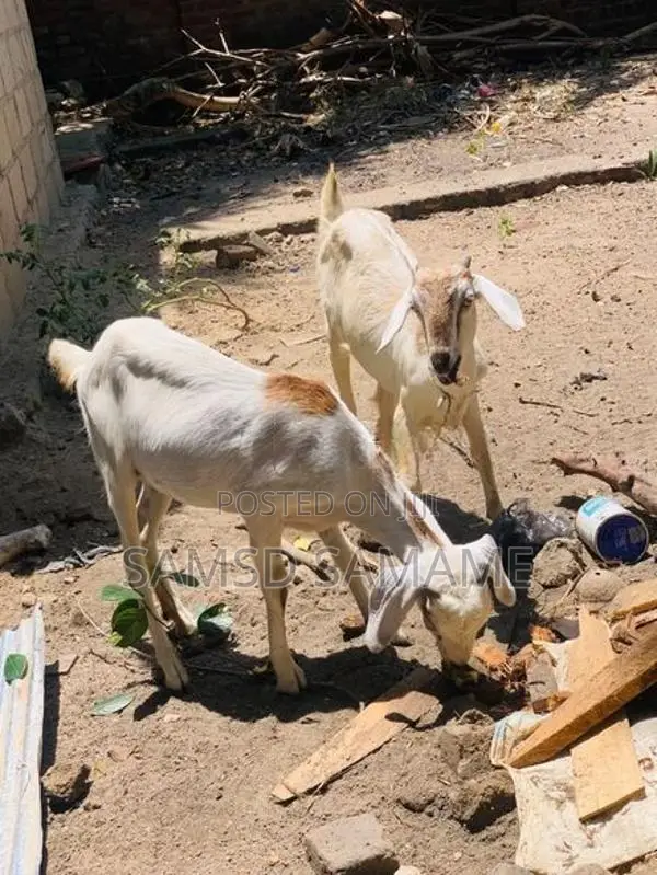 நாட்டு ஆடுகள்