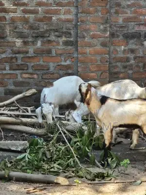 நாட்டு ஆடுகள்