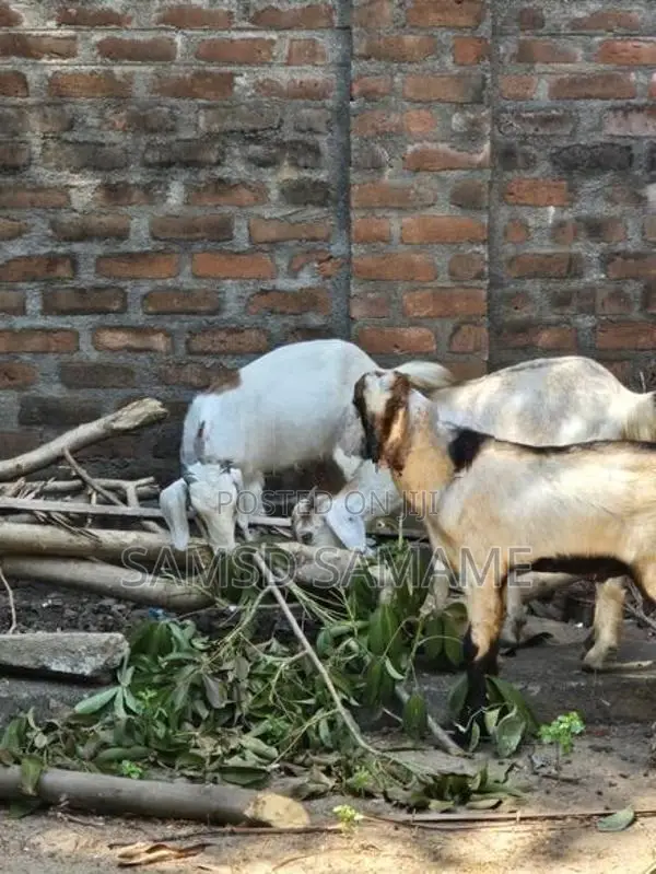 நாட்டு ஆடுகள்