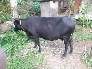 එළදෙන