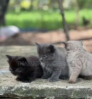 Persian Cat
