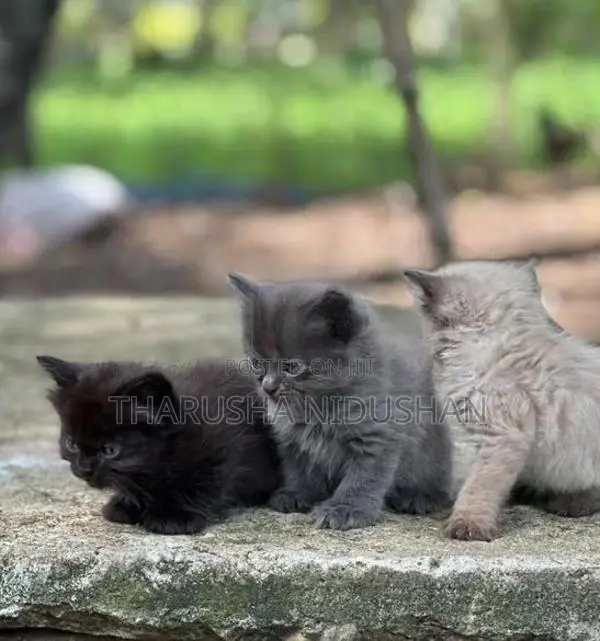 Persian Cat
