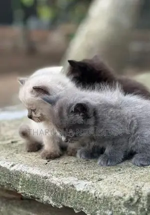 Persian Cat