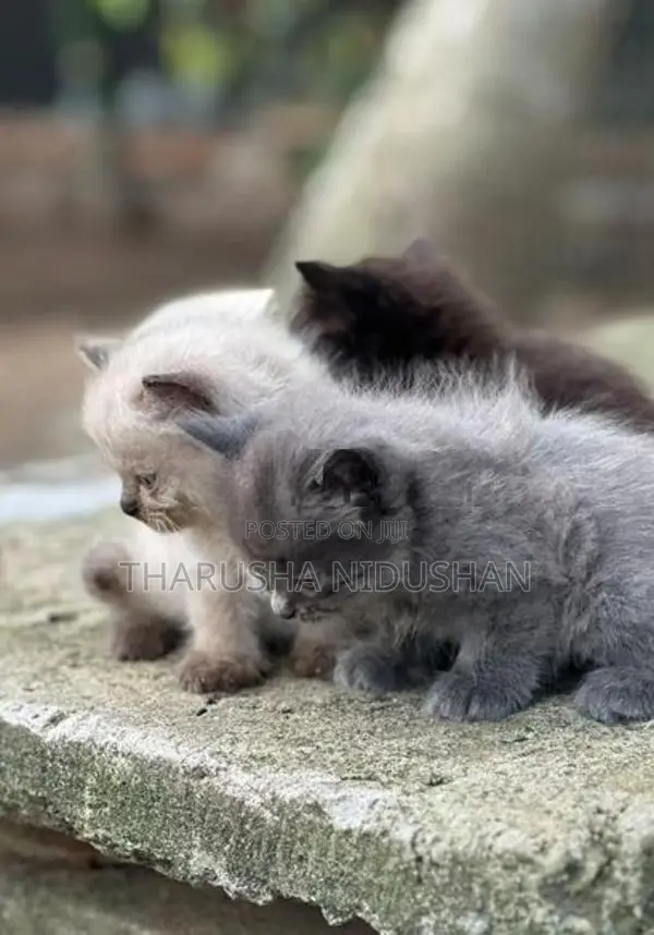 Persian Cat