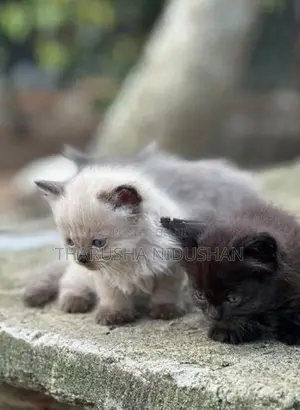 Persian Cat