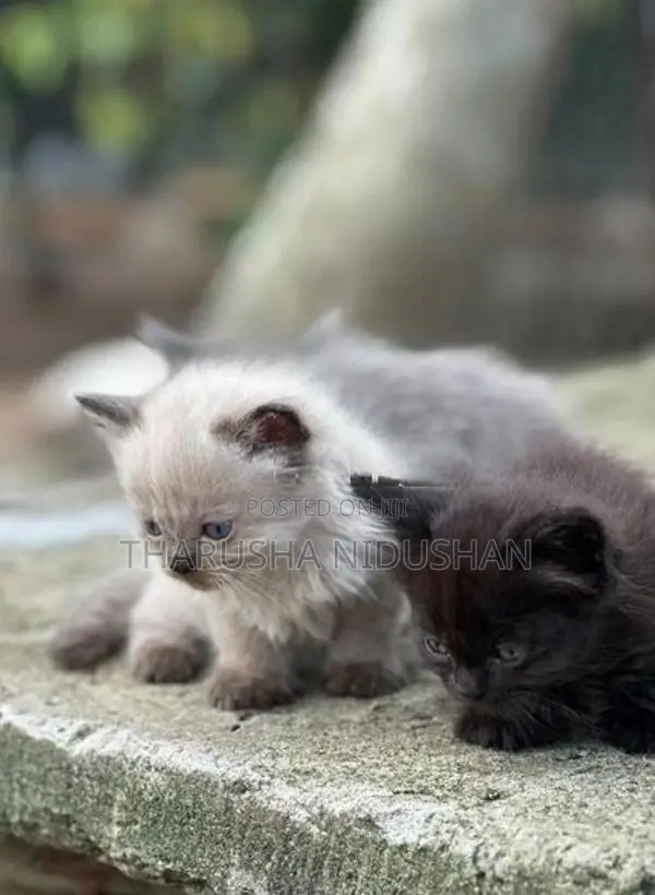 Persian Cat