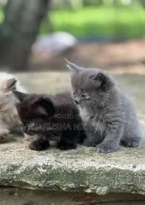 Persian Cat