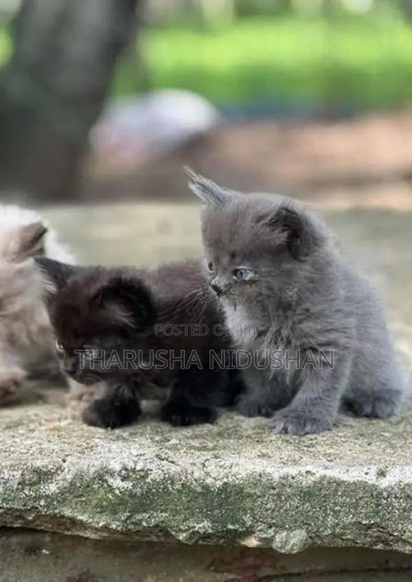 Persian Cat