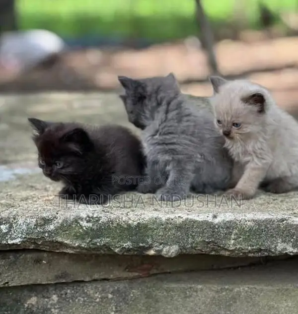 Persian Cat