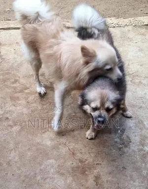 Pomeranian Dog