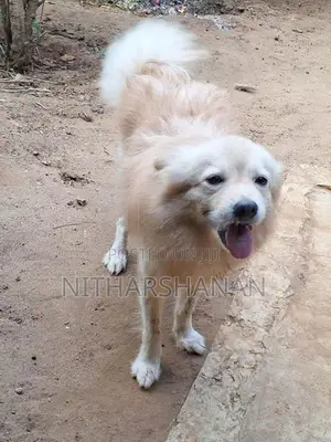 Pomeranian Dog