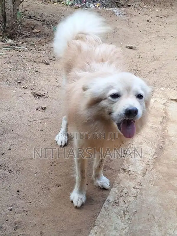 Pomeranian Dog