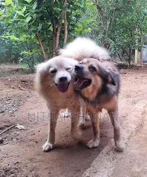 Pomeranian Dog