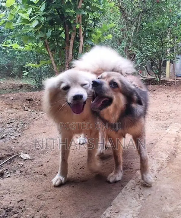 Pomeranian Dog