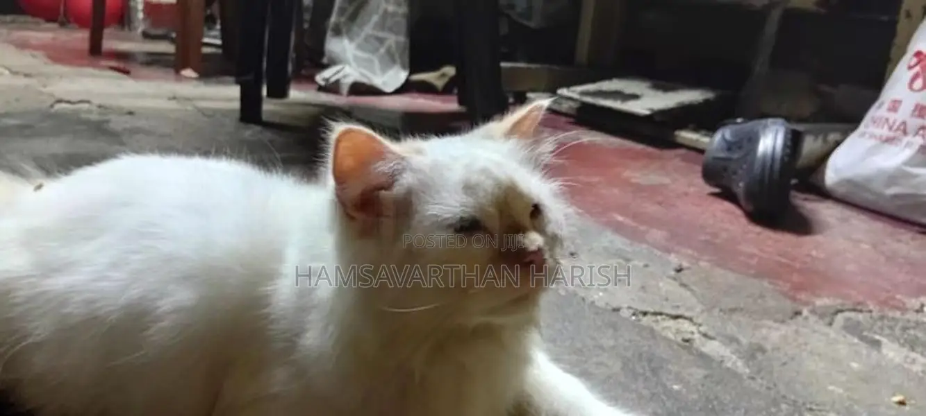 Pure White Persian Cat