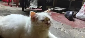 Pure White Persian Cat