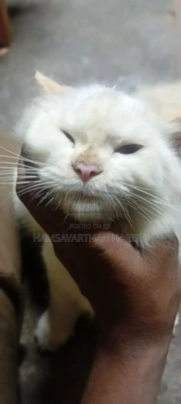 Pure White Persian Cat
