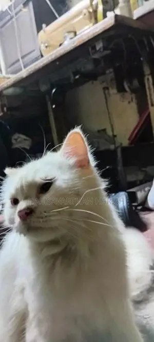 Pure White Persian Cat