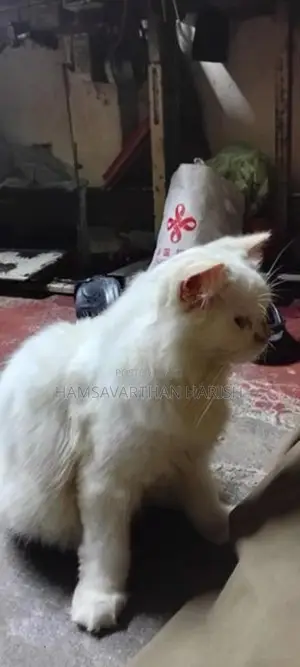Pure White Persian Cat