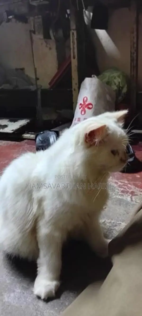 Pure White Persian Cat