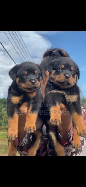 Rottweiler Puppy