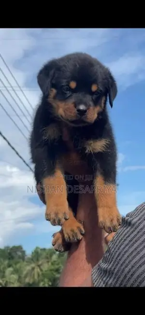 Rottweiler Puppy