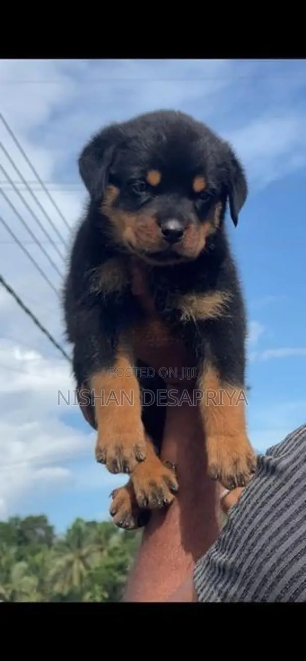 Rottweiler Puppy