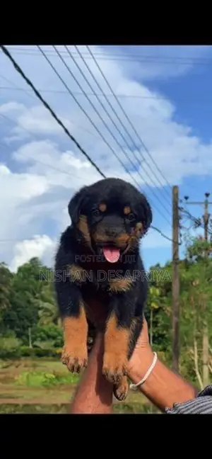 Rottweiler Puppy
