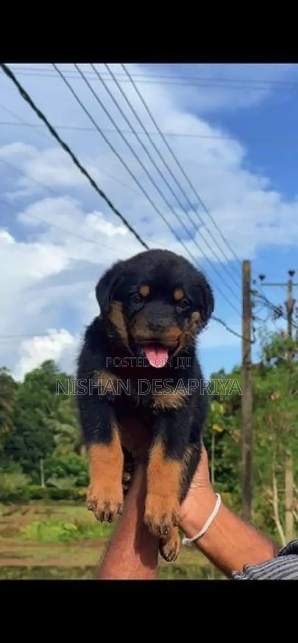 Rottweiler Puppy