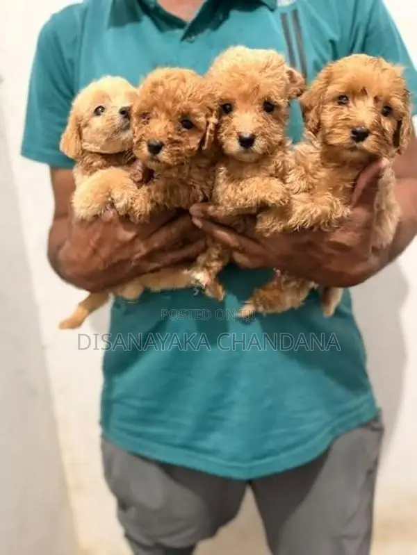 Toy Poodle Puppies