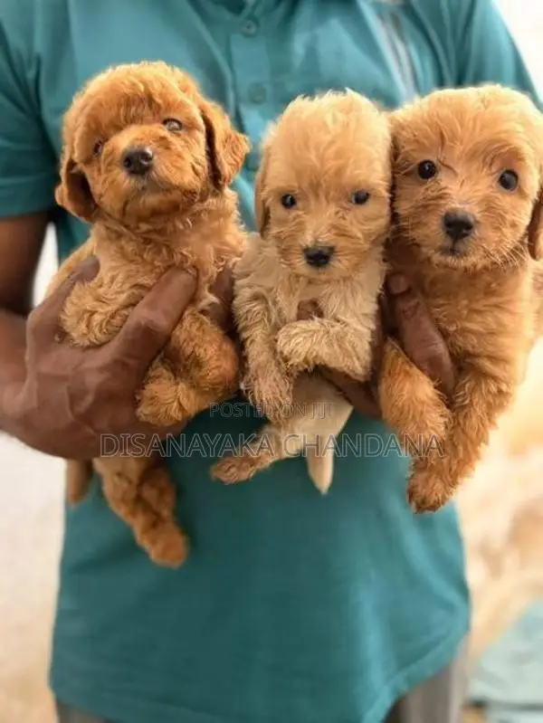 Toy Poodle Puppies