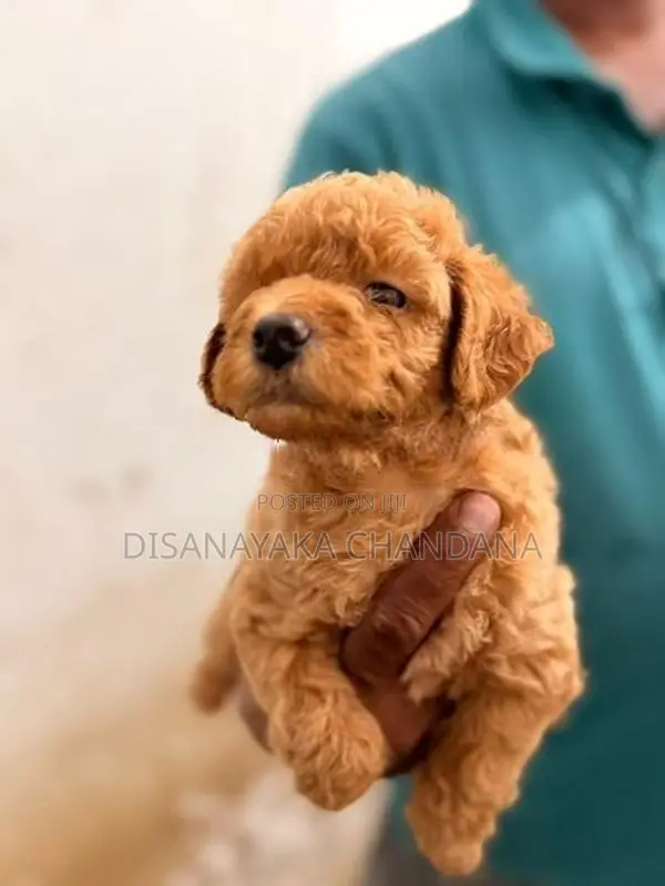 Toy Poodle Puppies