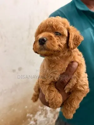 Toy Poodle Puppies
