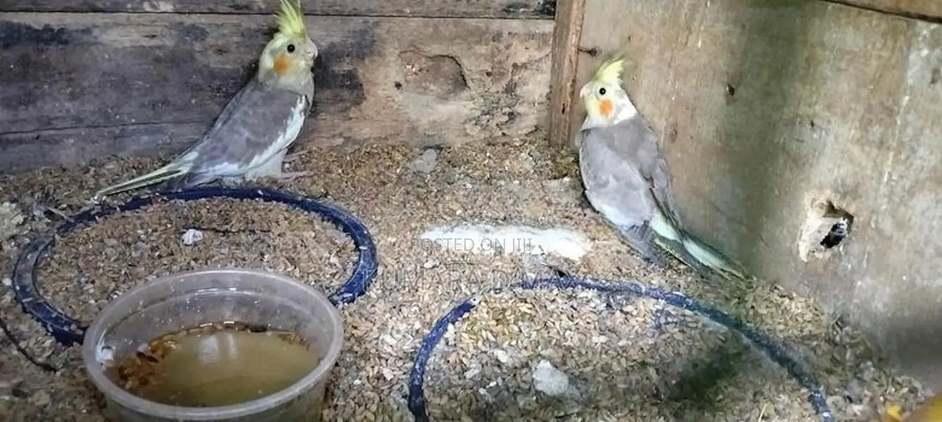 Cockatiel Birds