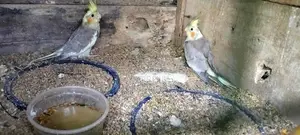 Cockatiel Birds