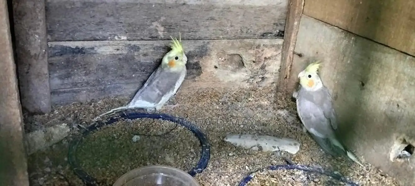 Cockatiel Birds